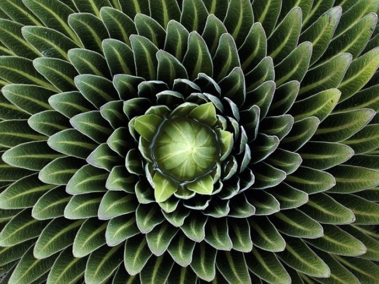 Illustration de l'article : Une nature qui ne cesse jamais de nous impressionner : Admirez ces 24 photos de plantes à la géométrie parfaite