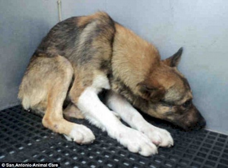 Illustration de l'article : Les 12 photos qui vous permettront de mieux comprendre vos chiens