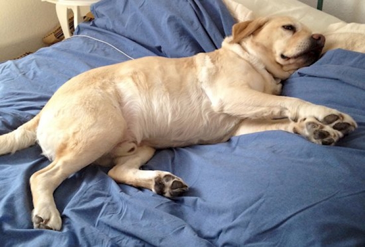 Illustration de l'article : Les 12 photos qui vous permettront de mieux comprendre vos chiens