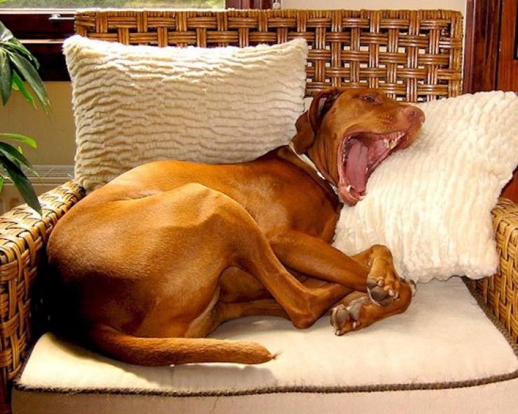 Illustration de l'article : Les 12 photos qui vous permettront de mieux comprendre vos chiens