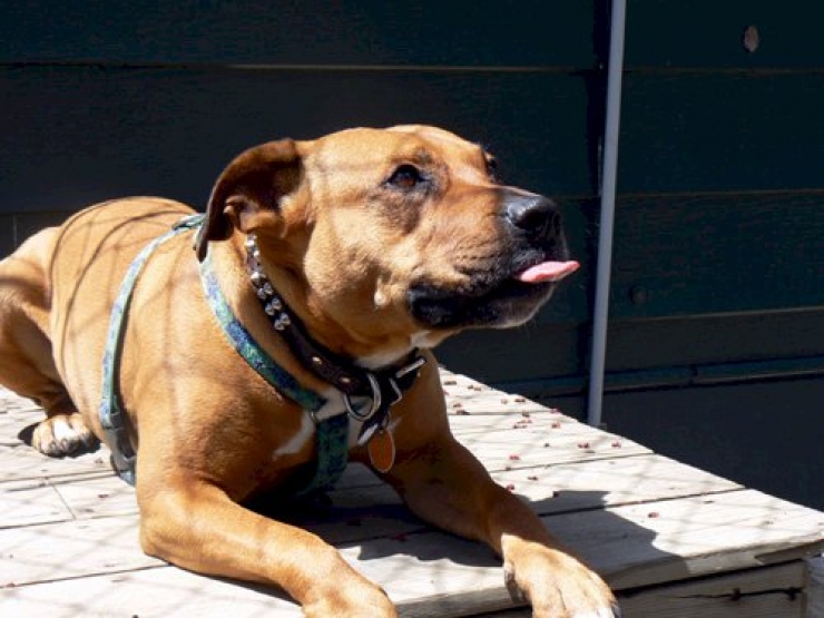 Illustration de l'article : Les 12 photos qui vous permettront de mieux comprendre vos chiens