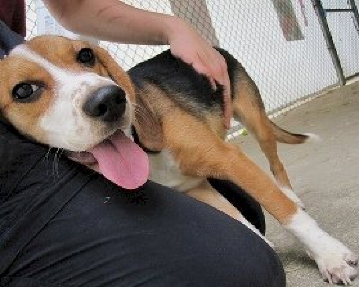 Illustration de l'article : Les 12 photos qui vous permettront de mieux comprendre vos chiens