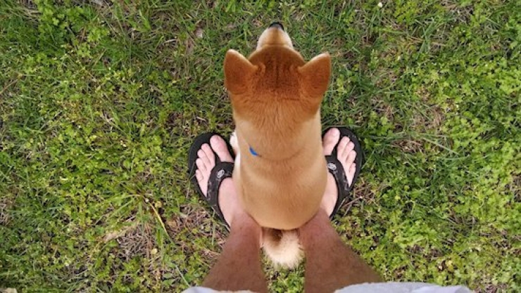 Illustration de l'article : Les 12 photos qui vous permettront de mieux comprendre vos chiens