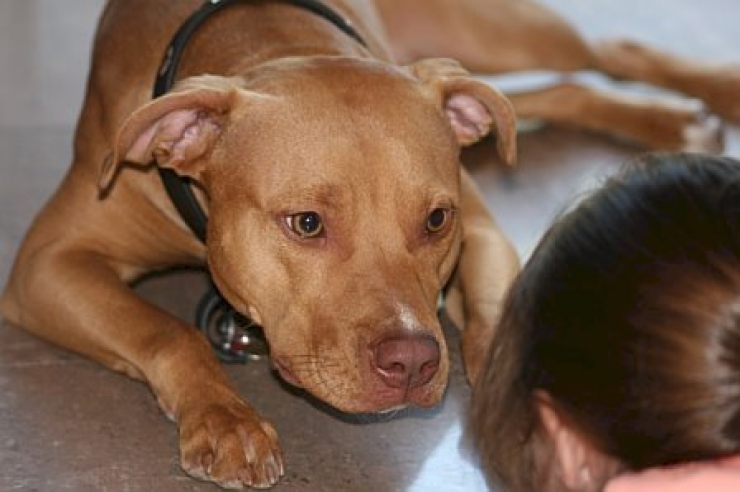 Illustration de l'article : Les 12 photos qui vous permettront de mieux comprendre vos chiens