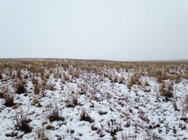 Illustration de l'article : Des moutons qui disparaissent et r&eacute;apparaissent comme par magie