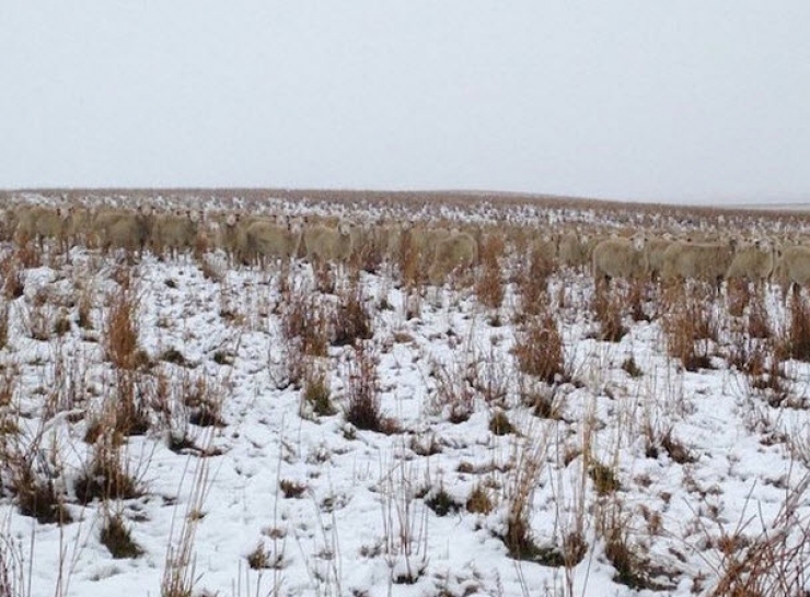 Illustration de l'article : Des moutons qui disparaissent et r&eacute;apparaissent comme par magie