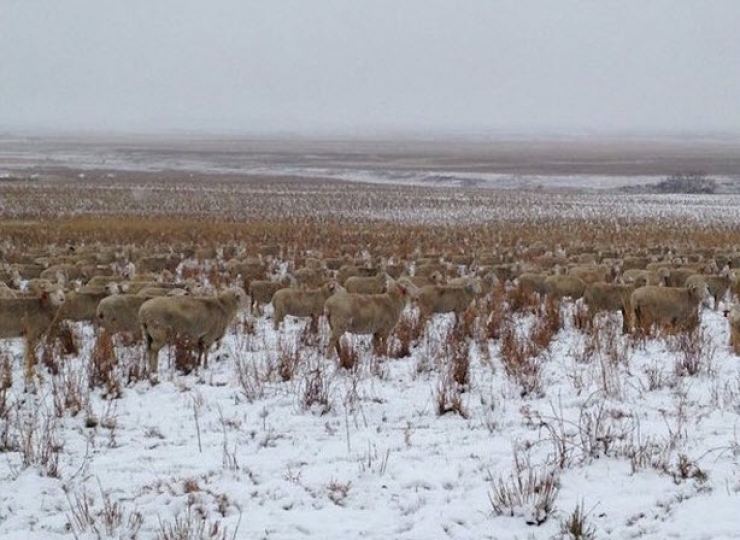 Illustration de l'article : Des moutons qui disparaissent et r&eacute;apparaissent comme par magie