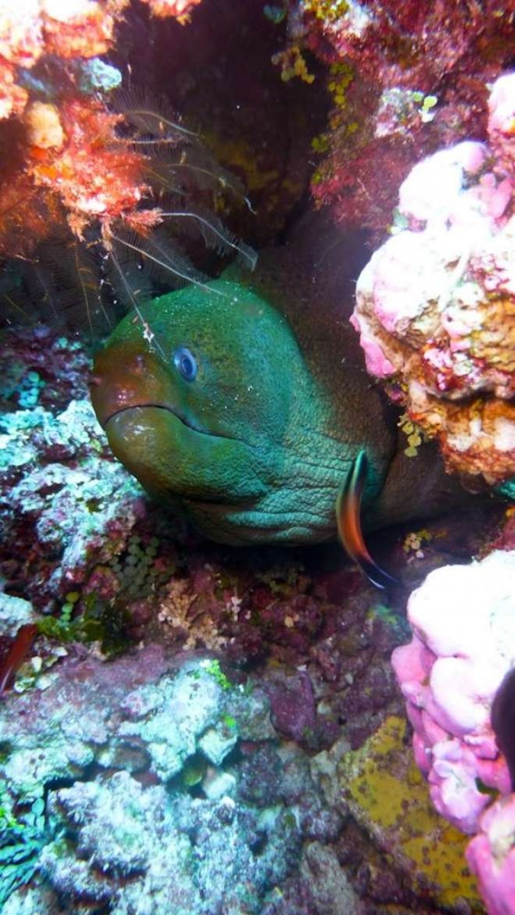 Illustration de l'article : Évadez-vous avec ces 9 clichés qui vous donneront envie de visiter les fonds marins des îles de Tahiti !