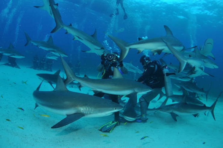 Illustration de l'article : Évadez-vous avec ces 9 clichés qui vous donneront envie de visiter les fonds marins des îles de Tahiti !