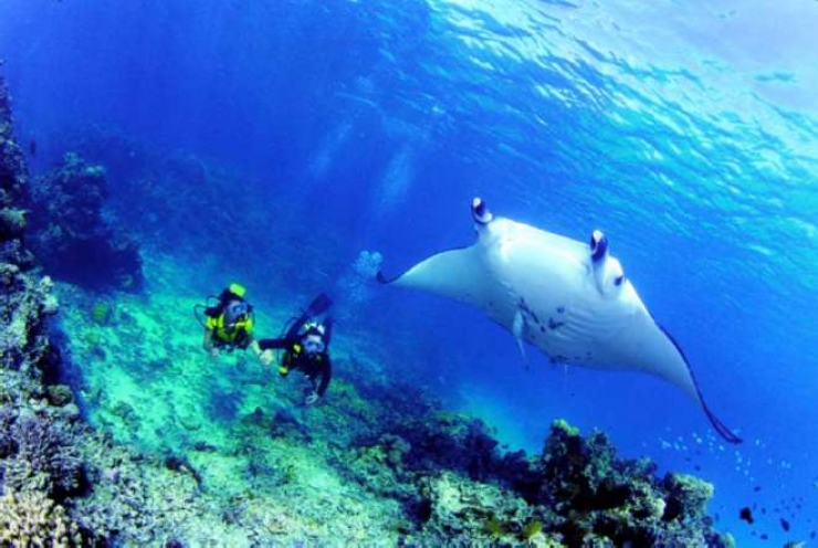 Illustration de l'article : Évadez-vous avec ces 9 clichés qui vous donneront envie de visiter les fonds marins des îles de Tahiti !