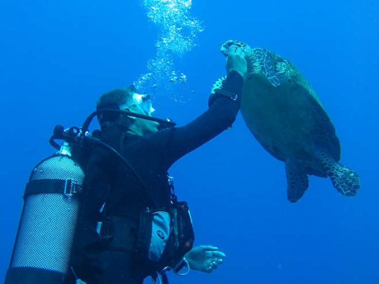 Illustration de l'article : Évadez-vous avec ces 9 clichés qui vous donneront envie de visiter les fonds marins des îles de Tahiti !
