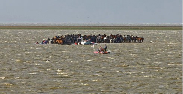 Illustration de l'article : L&rsquo;incroyable histoire du sauvetage de 100 chevaux qui &eacute;taient prisonniers sur un &icirc;lot des Pays-Bas apr&egrave;s une grosse temp&ecirc;te !