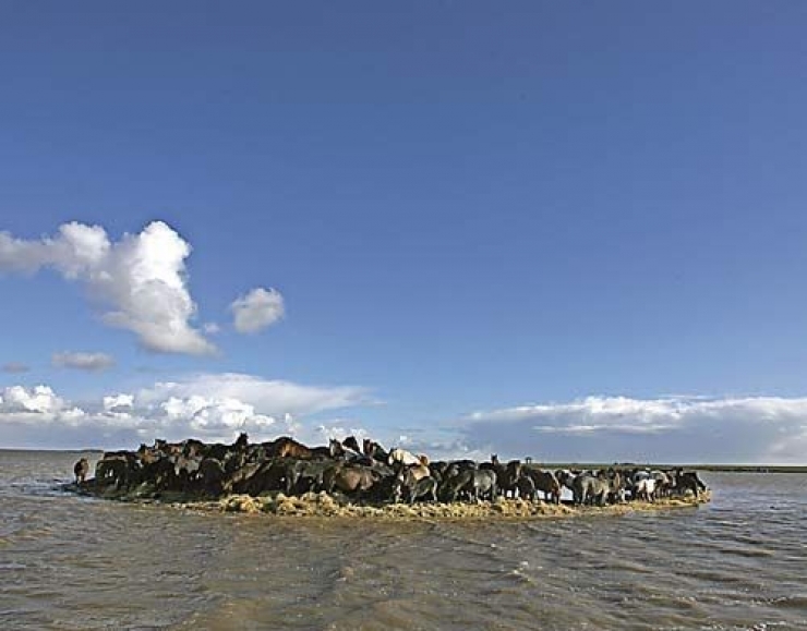 Illustration de l'article : L&rsquo;incroyable histoire du sauvetage de 100 chevaux qui &eacute;taient prisonniers sur un &icirc;lot des Pays-Bas apr&egrave;s une grosse temp&ecirc;te !