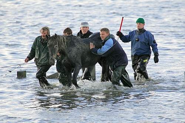 Illustration de l'article : L&rsquo;incroyable histoire du sauvetage de 100 chevaux qui &eacute;taient prisonniers sur un &icirc;lot des Pays-Bas apr&egrave;s une grosse temp&ecirc;te !