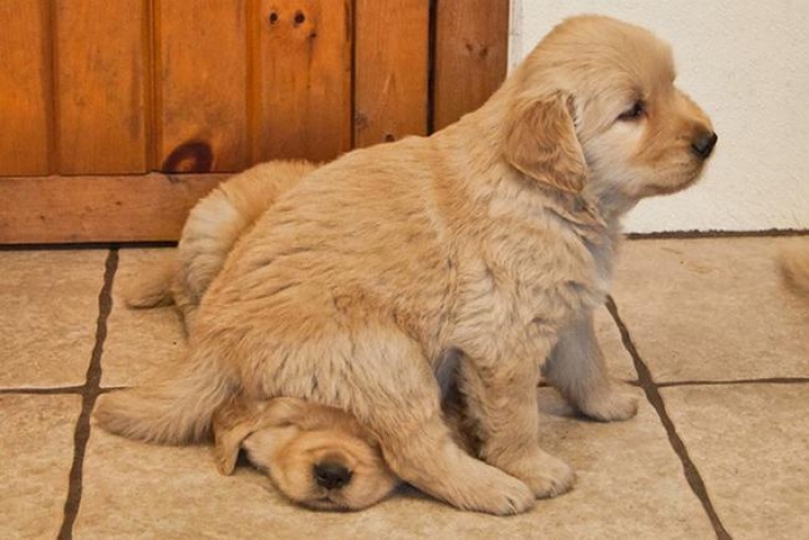 Illustration de l'article : 28 photos hilarantes de chiens qui envahissent leurs maîtres… Vous allez bien rigoler !