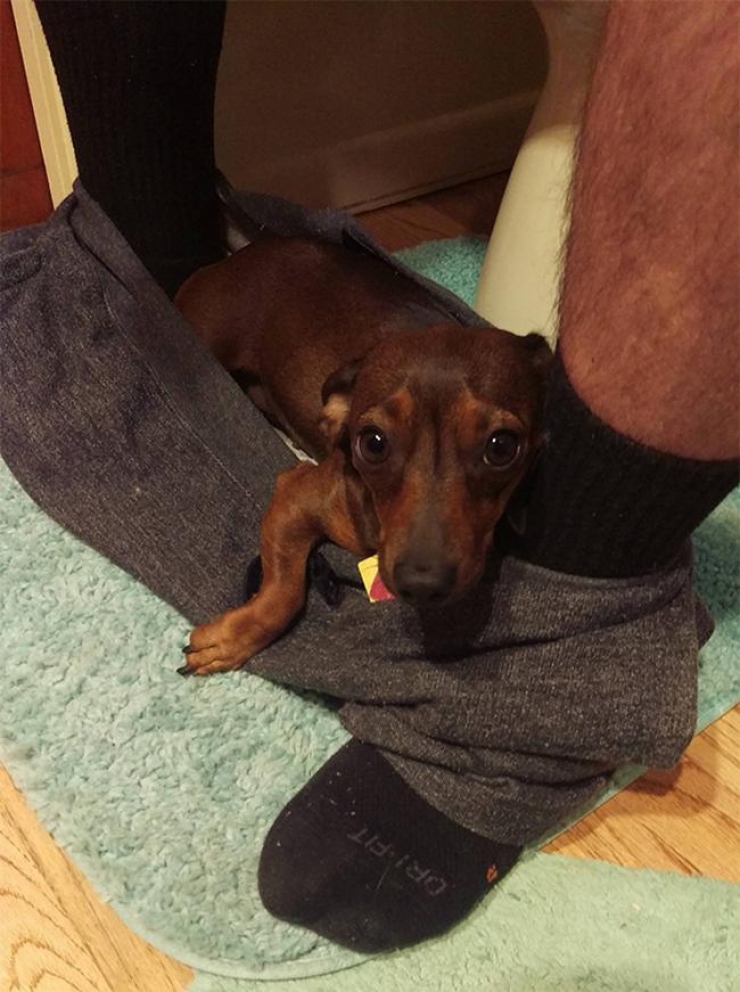 Illustration de l'article : 28 photos hilarantes de chiens qui envahissent leurs maîtres… Vous allez bien rigoler !