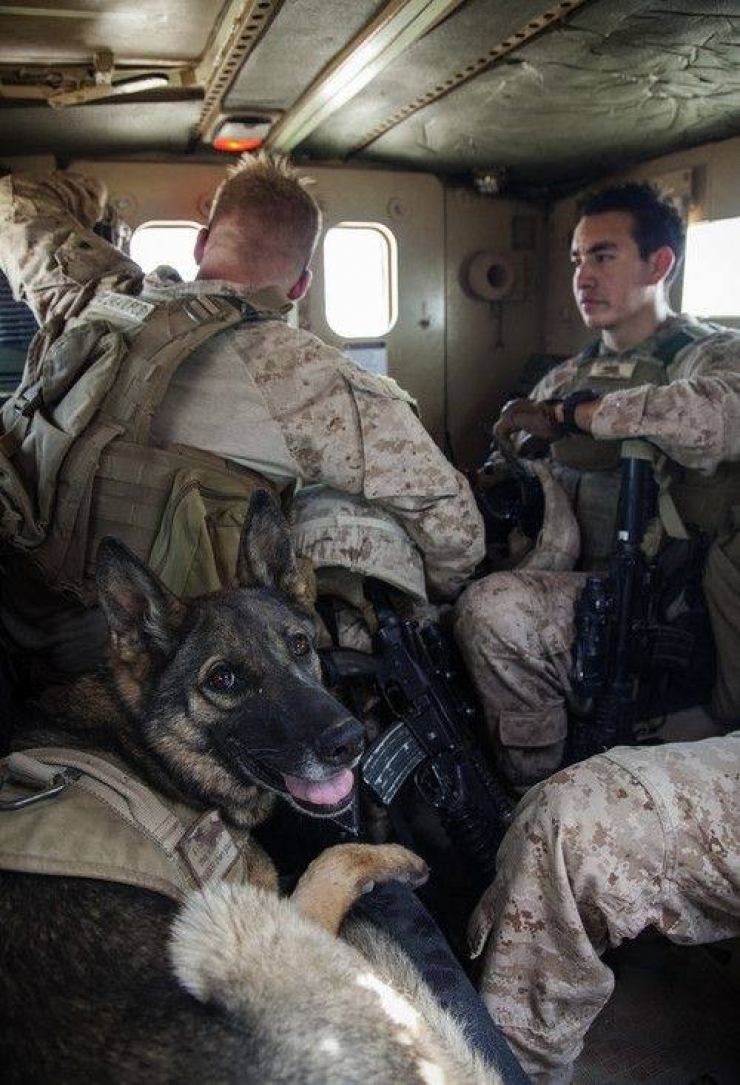 Illustration de l'article : On y pense moins mais hommage à tous ces chiens qui se battent pour défendre leurs pays… 32 Photos plus touchantes les unes que les autres !