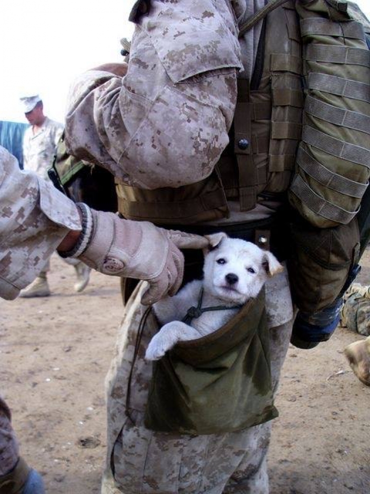 Illustration de l'article : On y pense moins mais hommage à tous ces chiens qui se battent pour défendre leurs pays… 32 Photos plus touchantes les unes que les autres !
