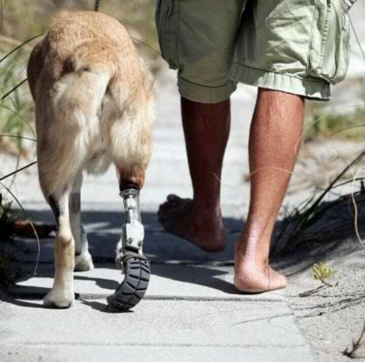 Illustration de l'article : On y pense moins mais hommage à tous ces chiens qui se battent pour défendre leurs pays… 32 Photos plus touchantes les unes que les autres !