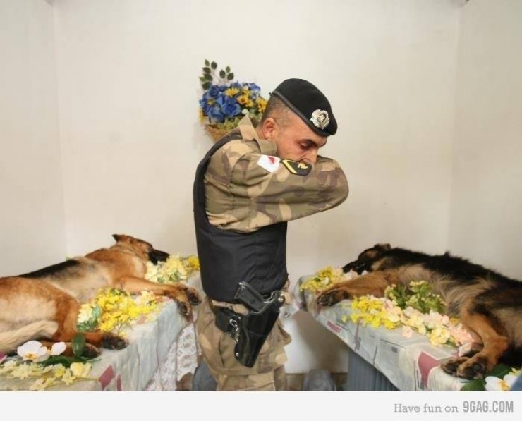 Illustration de l'article : On y pense moins mais hommage à tous ces chiens qui se battent pour défendre leurs pays… 32 Photos plus touchantes les unes que les autres !