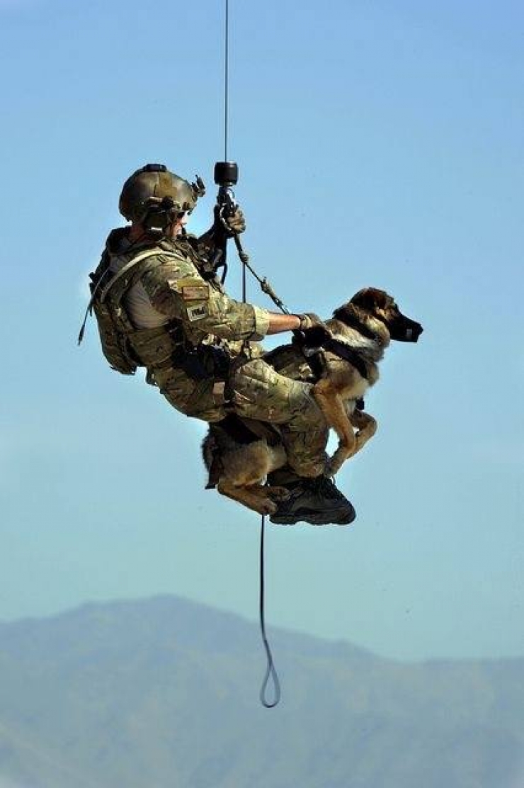 Illustration de l'article : On y pense moins mais hommage à tous ces chiens qui se battent pour défendre leurs pays… 32 Photos plus touchantes les unes que les autres !