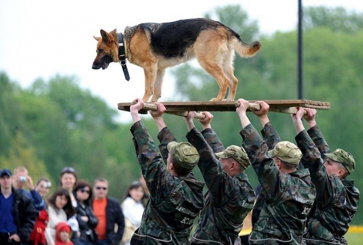 Illustration de l'article : On y pense moins mais hommage à tous ces chiens qui se battent pour défendre leurs pays… 32 Photos plus touchantes les unes que les autres !