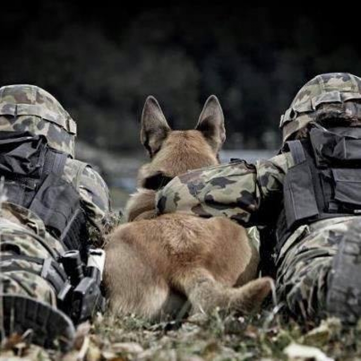 Illustration de l'article : On y pense moins mais hommage à tous ces chiens qui se battent pour défendre leurs pays… 32 Photos plus touchantes les unes que les autres !