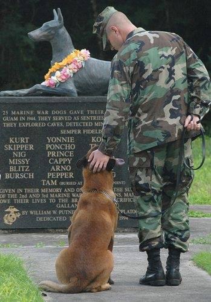 Illustration de l'article : On y pense moins mais hommage à tous ces chiens qui se battent pour défendre leurs pays… 32 Photos plus touchantes les unes que les autres !