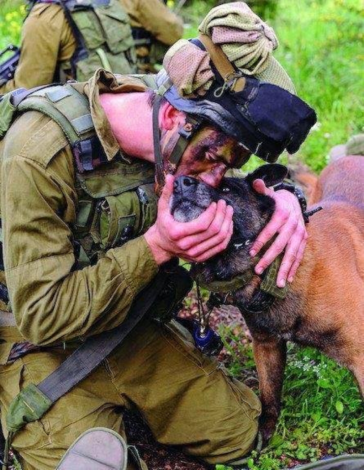 Illustration de l'article : On y pense moins mais hommage à tous ces chiens qui se battent pour défendre leurs pays… 32 Photos plus touchantes les unes que les autres !
