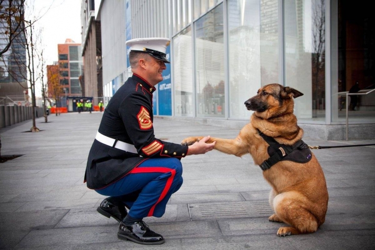 Illustration de l'article : On y pense moins mais hommage à tous ces chiens qui se battent pour défendre leurs pays… 32 Photos plus touchantes les unes que les autres !