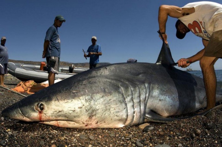 Illustration de l'article : Découvrez l’invention qui permettra à l’entreprise New Wave Foods de sauver 70 millions de requins par an... Une idée de génie !