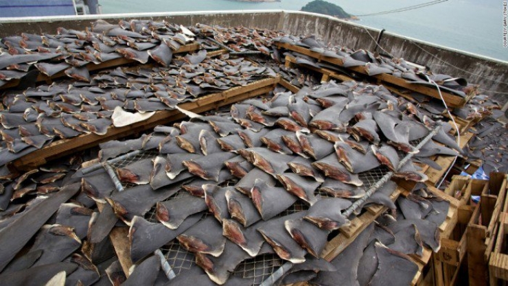 Illustration de l'article : Découvrez l’invention qui permettra à l’entreprise New Wave Foods de sauver 70 millions de requins par an... Une idée de génie !