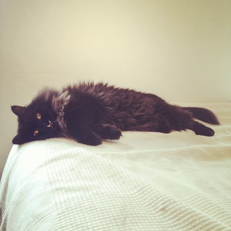 Illustration de l'article : Estimant qu’elle est monstrueuse, ils se débarrassent de leur chatte. Les nouveaux propriétaires décident d’en faire une star !