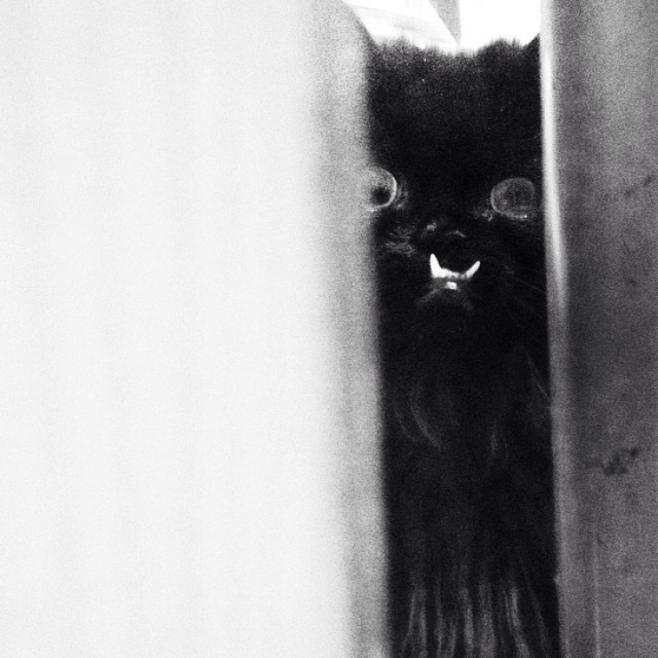 Illustration de l'article : Estimant qu’elle est monstrueuse, ils se débarrassent de leur chatte. Les nouveaux propriétaires décident d’en faire une star !