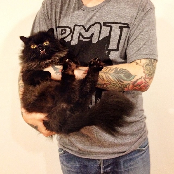 Illustration de l'article : Estimant qu’elle est monstrueuse, ils se débarrassent de leur chatte. Les nouveaux propriétaires décident d’en faire une star !