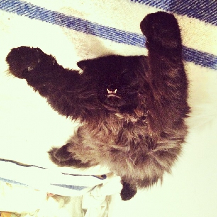 Illustration de l'article : Estimant qu’elle est monstrueuse, ils se débarrassent de leur chatte. Les nouveaux propriétaires décident d’en faire une star !