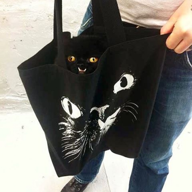 Illustration de l'article : Estimant qu’elle est monstrueuse, ils se débarrassent de leur chatte. Les nouveaux propriétaires décident d’en faire une star !