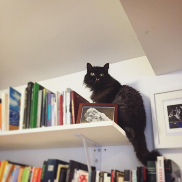 Illustration de l'article : Estimant qu’elle est monstrueuse, ils se débarrassent de leur chatte. Les nouveaux propriétaires décident d’en faire une star !