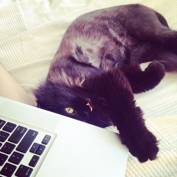 Illustration de l'article : Estimant qu’elle est monstrueuse, ils se débarrassent de leur chatte. Les nouveaux propriétaires décident d’en faire une star !