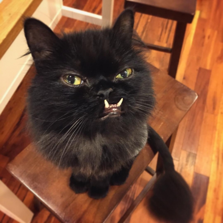 Illustration de l'article : Estimant qu’elle est monstrueuse, ils se débarrassent de leur chatte. Les nouveaux propriétaires décident d’en faire une star !