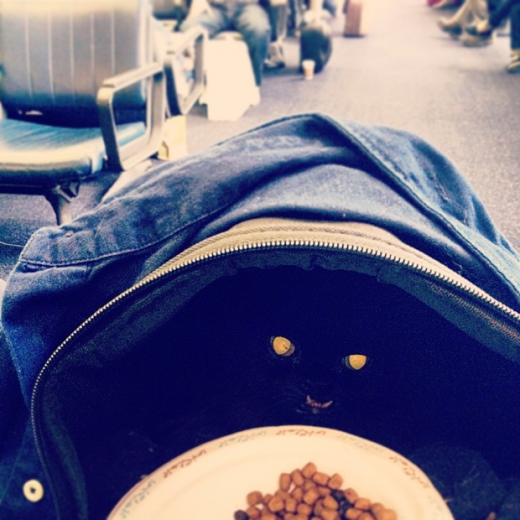 Illustration de l'article : Estimant qu’elle est monstrueuse, ils se débarrassent de leur chatte. Les nouveaux propriétaires décident d’en faire une star !