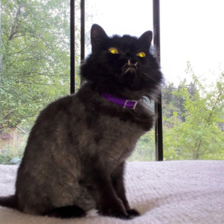 Illustration de l'article : Estimant qu’elle est monstrueuse, ils se débarrassent de leur chatte. Les nouveaux propriétaires décident d’en faire une star !