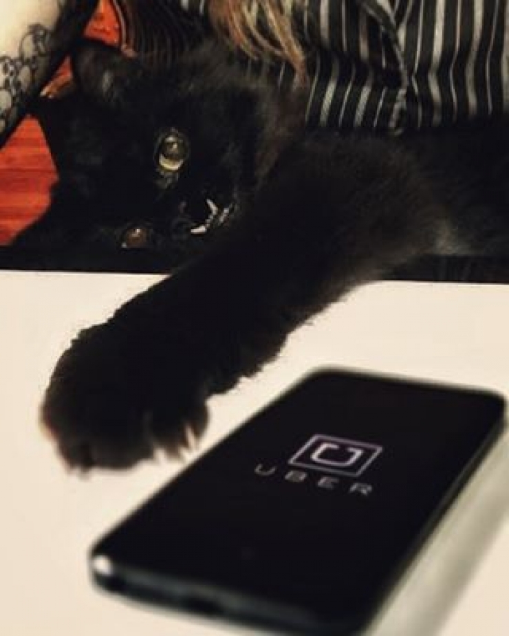 Illustration de l'article : Estimant qu’elle est monstrueuse, ils se débarrassent de leur chatte. Les nouveaux propriétaires décident d’en faire une star !