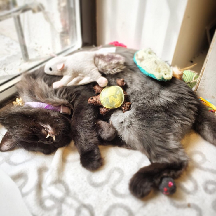 Illustration de l'article : Estimant qu’elle est monstrueuse, ils se débarrassent de leur chatte. Les nouveaux propriétaires décident d’en faire une star !