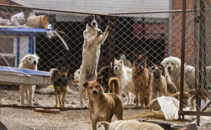 Illustration de l'article : Ce millionnaire Chinois a dépensé toute sa fortune pour une cause magnifique… Jusqu’au dernier centime !