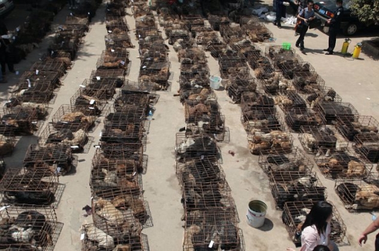 Illustration de l'article : Ce millionnaire Chinois a dépensé toute sa fortune pour une cause magnifique… Jusqu’au dernier centime !