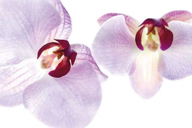 Illustration de l'article : Voici 10 techniques pas ch&egrave;res pour devenir un pro de la photographie&hellip;La 3 est g&eacute;niale&hellip;