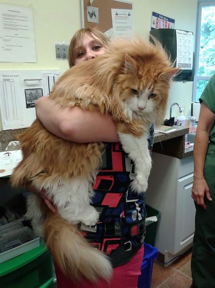 16 Photos De Chats Vraiment Enormes Ils Battent Tous Les Records