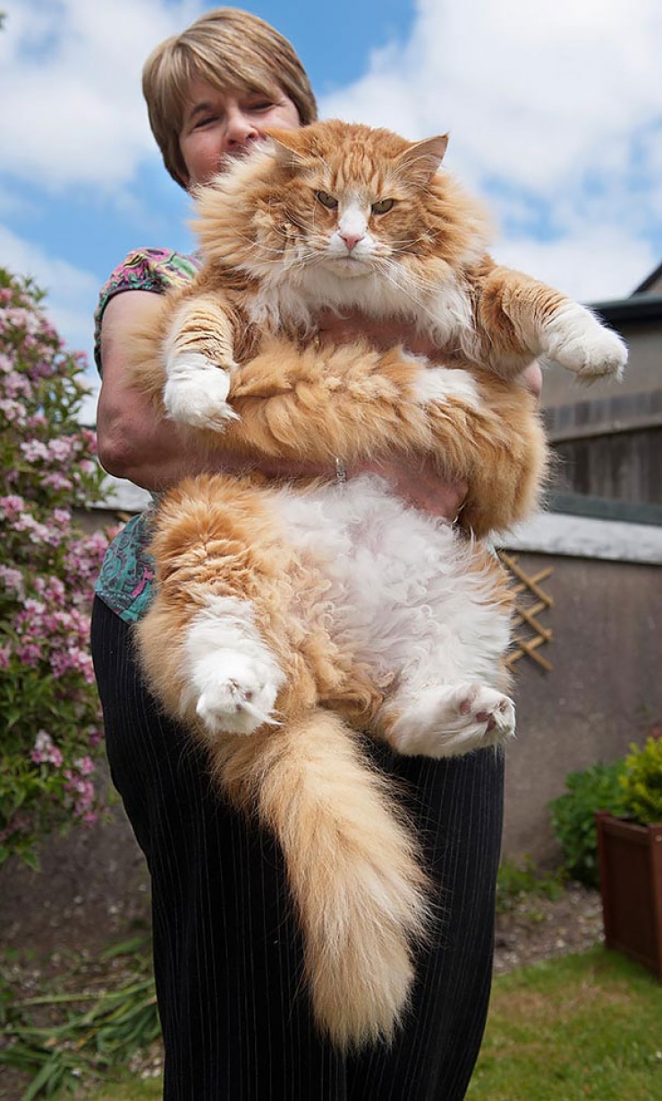 16 Photos De Chats Vraiment Enormes Ils Battent Tous Les Records 16 Photos De Chats Vraiment Enormes Ils Battent Tous Les Records