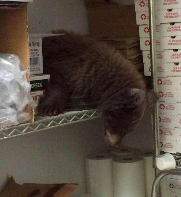 Illustration de l'article : Les employés d'une pizzeria sont tombés sur un client très spécial